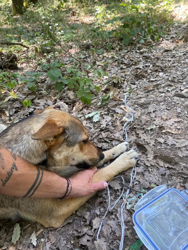 V lese pri obci Tehla našli dve šteniatka priviazané špagátom, bez jedla a vody