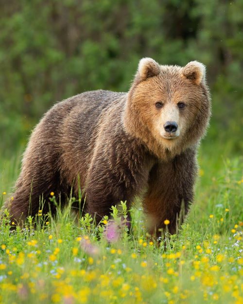 V katastri obce Starý Tekov pri toku rieky Hron zaznamenali v nočných hodinách pohyb medveďa V katastri obce Starý Tekov pri toku rieky Hron zaznamenali v nočných hodinách pohyb medveďa