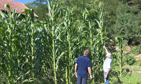 Dôchodca z obce Krškany pri Leviciach vypestoval obrovskú kukuricu, meria takmer 4,5 metra (video) Dôchodca z obce Krškany pri Leviciach vypestoval obrovskú kukuricu, meria takmer 4,5 metra (video)