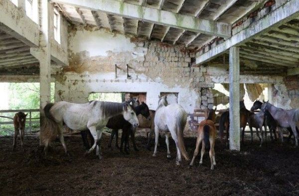 Muž v rozpadnutej maštali choval 20 koní v hrozných podmienkach, našli sa aj mŕtvoly žriebät Muž v rozpadnutej maštali choval 20 koní v hrozných podmienkach, našli sa aj mŕtvoly žriebät