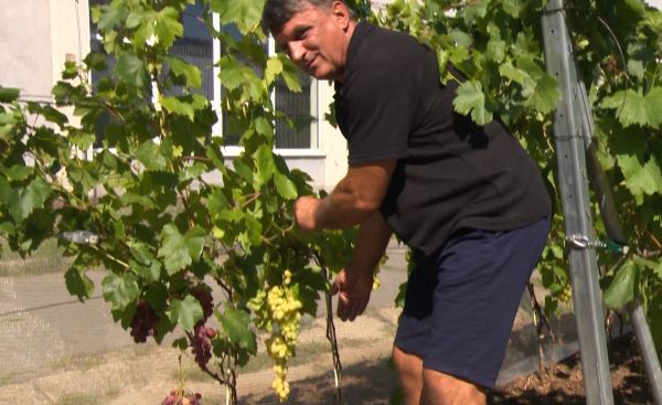 Zberateľ a pestovateľ viniča zo Šiah má viac ako tisíc odrôd hrozna (video) Zberateľ a pestovateľ viniča zo Šiah má viac ako tisíc odrôd hrozna (video)