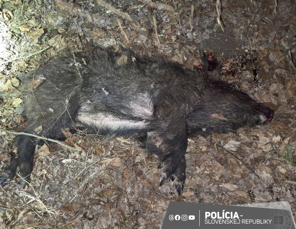Dvaja muži zastrelili v poľovnom revíri Vápenná Mochovce gravidnú samicu diviaka a všetko si natočili