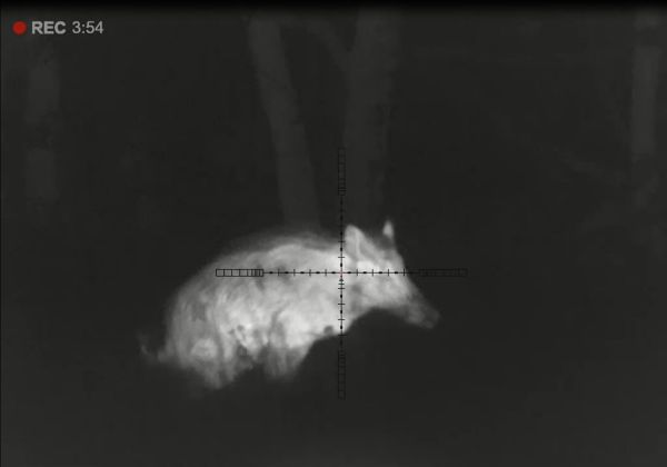 Dvaja muži zastrelili v poľovnom revíri Vápenná Mochovce gravidnú samicu diviaka a všetko si natočili Dvaja muži zastrelili v poľovnom revíri Vápenná Mochovce gravidnú samicu diviaka a všetko si natočili