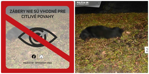 V Leviciach pes útočil na maloletú osobu, pri pokuse ju ochrániť utrpeli zranenia aj ďalšie dve osoby V Leviciach pes útočil na maloletú osobu, pri pokuse ju ochrániť utrpeli zranenia aj ďalšie dve osoby