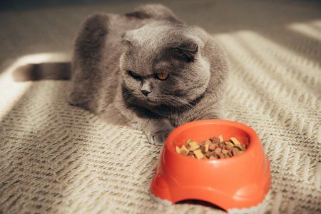 Čím kŕmiť mačku, ktorá má zdravotné problémy?