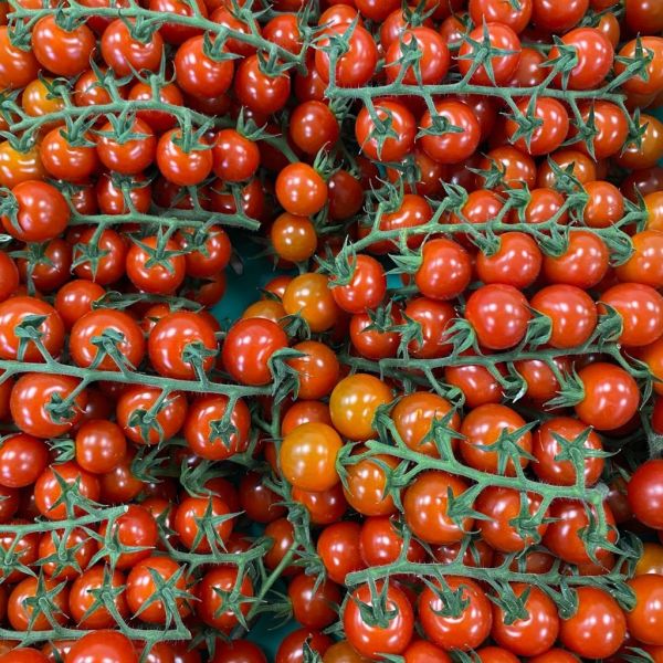 Farma Babindol má v Leviciach nový paradajkový skleník