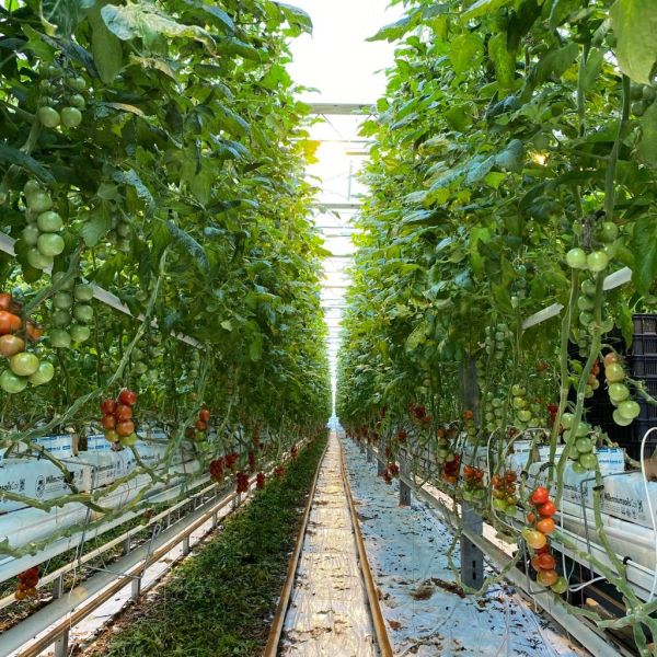 Farma Babindol má v Leviciach nový paradajkový skleník