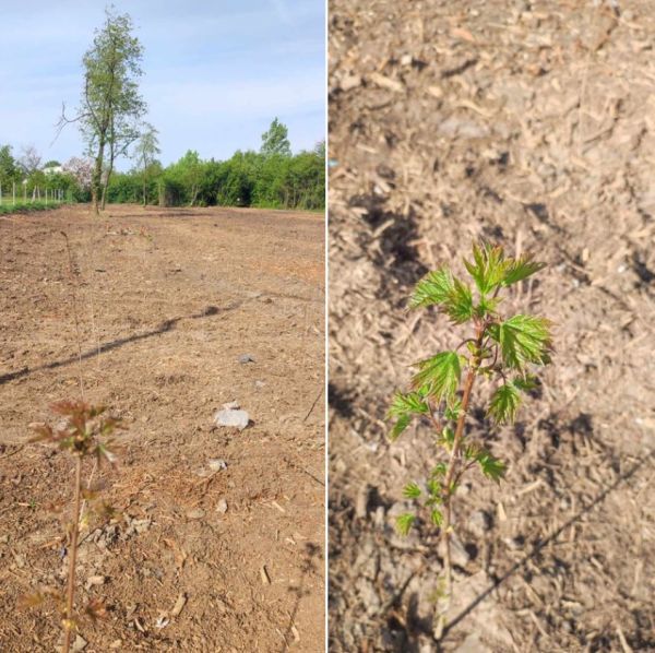 Na ploche bývalého lesíka pri plavárni v Leviciach vysadili lesné dreviny
