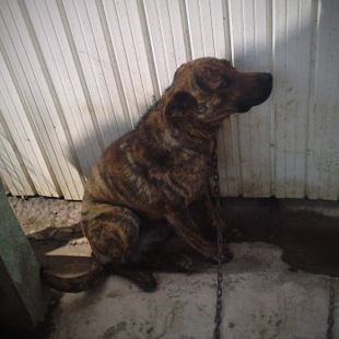 útulok levice, oz verná labka