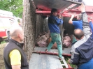 Dopravná nehoda medzi Demandicami a Šahami, uhynuli prasce, 12.6.2012