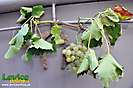 Čajkovské vinobranie - 12. ročník, Čajkov, 21.9.2013