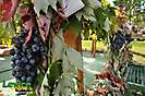 Čajkovské vinobranie - 12. ročník, Čajkov, 21.9.2013