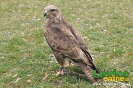 Deti a les, Levice, 30.3.2012