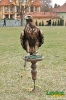 Deti a les, Levice, 30.3.2012