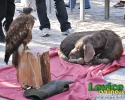 Levický tradičný jarmok 2011