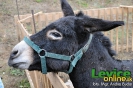 Vianoce na hrade 2011, Levice, 10.12.2011