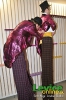 AS Ples 2011