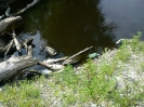Uhynuté ryby v Hrone, 9.7.2012