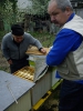 V Šahách hromadne hynú včely, 16.4.2012