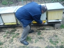 V Šahách hromadne hynú včely, 16.4.2012