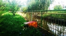 Vandalizmus v Leviciach prekvitá, odhodené odpadkové koše v parku