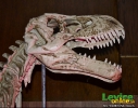 Dino Expo, Levice, Junior, 16.1-22.1.2012