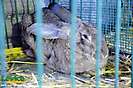 Oblastná výstava zvierat, OV SZCH Levice, 17. – 19.10.2014